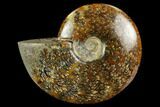 Polished Ammonite (Cleoniceras) Fossil - Madagascar #127221-1
